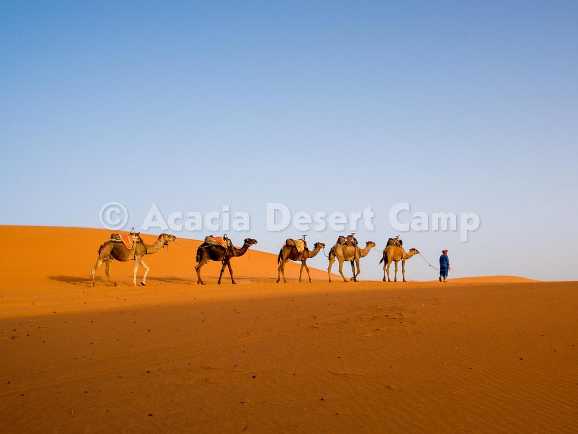 Acacia Desert Camp Hotel Merzouga Exterior photo